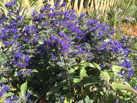 Caryopteris x clandonensis 'First choice' / Barbe-bleue