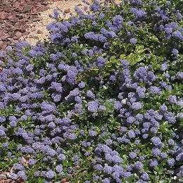 Ceanothus thyrsiflorus 'Repens' / Céanothe