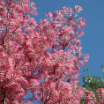 Cedrela sinensis 'Flamingo'  / Arbre à salade / Toona sinensis