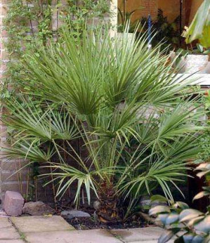 Chamaerops humilis / Palmier nain