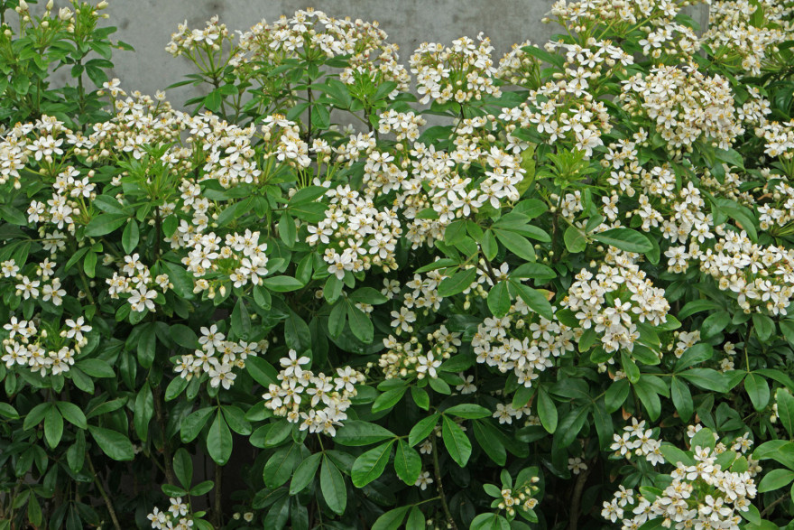 Choisya ternata / Oranger du mexique