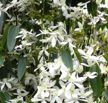 Clematis armandii / Clematite (étoile blanche)