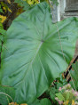 Colocasia Fontanesi, black stem