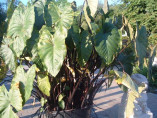 Colocasia Fontanesi, black stem