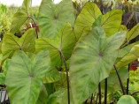 Colocasia Fontanesi, black stem