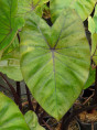 Colocasia Fontanesi, black stem