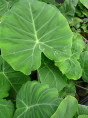 Colocasia 'Gigantea Thailand Giant' (Leucocasia)