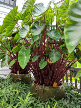 colocasia hawaiian punch