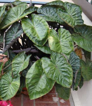 Colocasia esculenta 'Hilo bay'