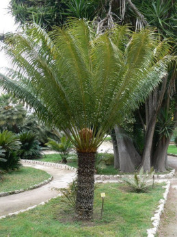 Cycas circinalis