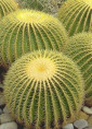 Echinocactus Grusonii