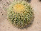 Echinocactus Grusonii