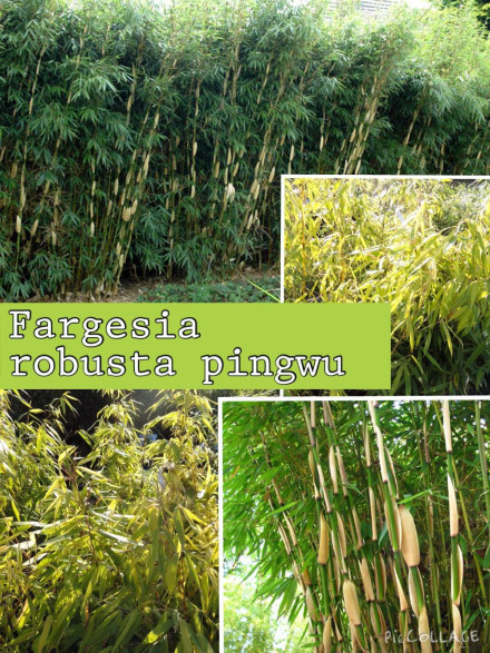 Fargesia Robusta Pingwhu