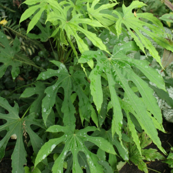 Fatsia polycarpa 'Green fingers' / Fatsia de Taiwan