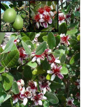 Feijoa sellowiana / Acca sellowiana / Goyavier d'Argentine