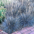 Festuca glauca 'Elijah Blue' / Fétuque bleu