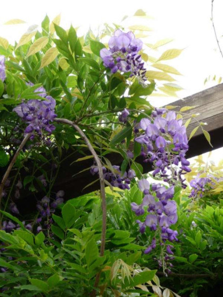 Wisteria floribunda / Glycine