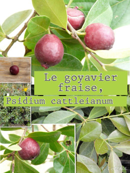 Psidium cattleianum / Goyavier fraise