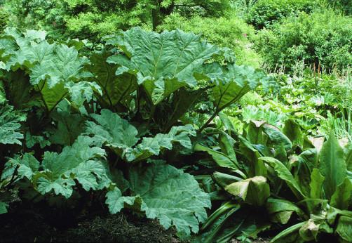 Gunnera tinctoria (appellé manicata) / Rhubarbes géante du Brésil