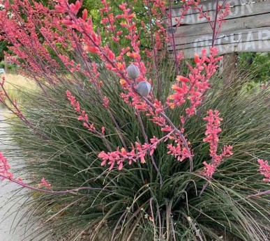 Hesperaloe parvifolia rubra Rose des sables