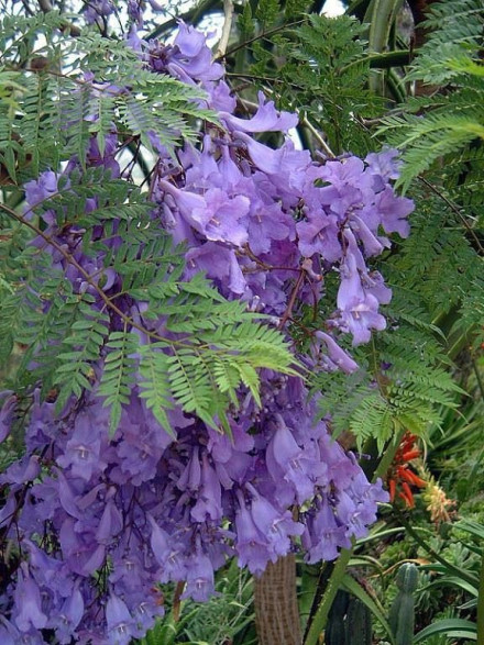 Jacaranda mimosifolia / Flamboyant bleu