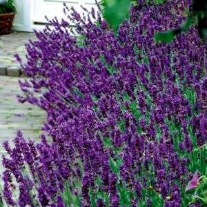 Lavandula Angustifolia 'Hidcote Ble / Lavande Vraie