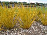 Libertia ixioides 'Goldfinger'