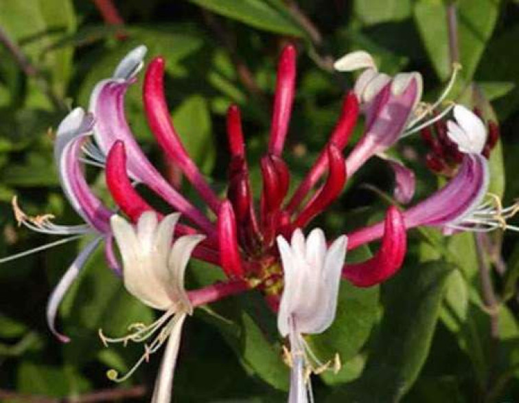 Lonicera japonica var. chinensis / Chèvrefeuille du Japon