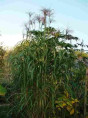 Miscanthus Giganteus (herbe À Elephants)