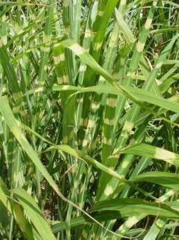 Miscanthus zebrinus