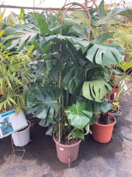 Monstera deliciosa