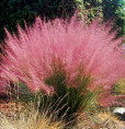 Muhlenbergia capillaris