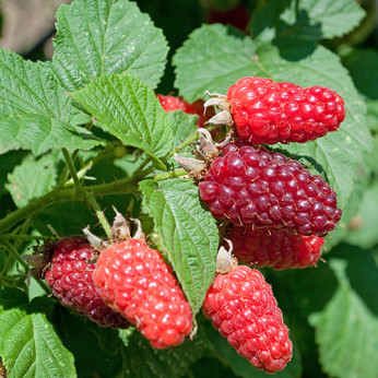 Rubus fruticosus (x) idaeus 'Tayberry Buckingham'/ Mûre-framboise