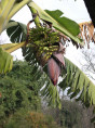 Musa 'Himalayan mountain®' / Bananier fruitier*