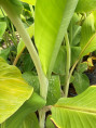 Musa 'Himalayan mountain®' / Bananier fruitier*