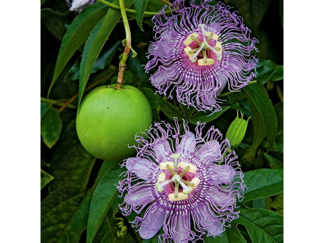 Passiflora incarnata / Passiflore officinalis de semi (fruitière)