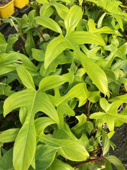 Philodendron 'Florida Green'