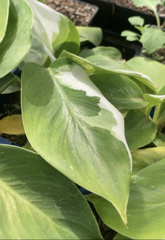 Philodendron 'White Wizard'