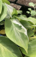 Philodendron 'White Wizard'