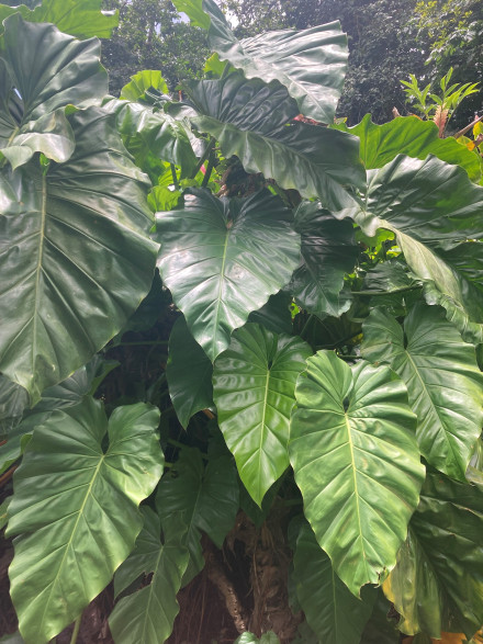 Philodendron 'Giganteum'