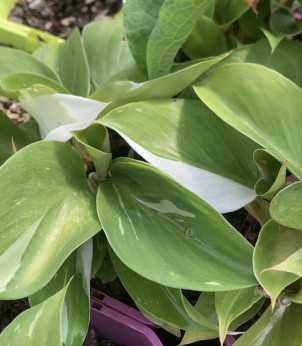 Philodendron white knight