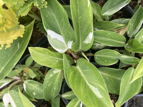 Philodendron 'white princess'