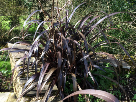 Phormium 'Black velvet'