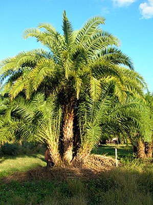 Phoenix reclinata / Dattier du Sénégal