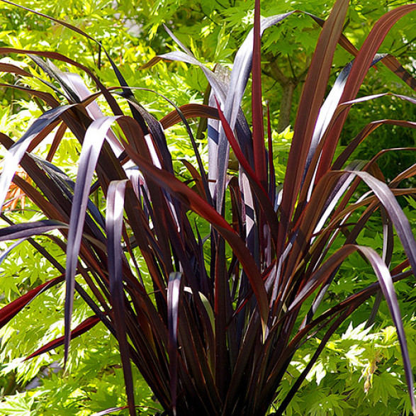 Phormium cookianum 'Black adder'