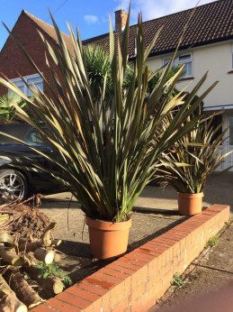 Phormium tenax 'Purpureum'