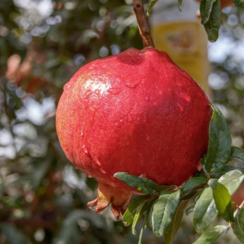 Punica granatum 'Fina tendral' / Grenadier à fruits