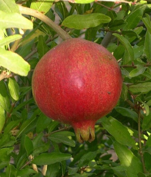 Punica granatum 'Wonderful' / Grenadier à fruits