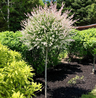 Salix 'Hakuro Nishiki' / Saule crevette sur tigette