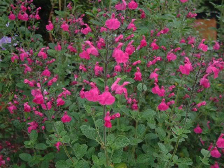 Salvia microphylla 'Pink Blush' / Sauge arbustive (rose)